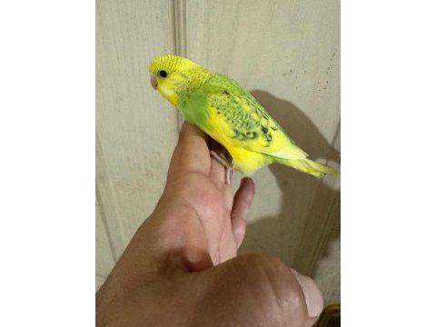 30 günlük erkek bebek muhabbet kuşumuz