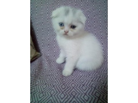 Scottish fold yavru
