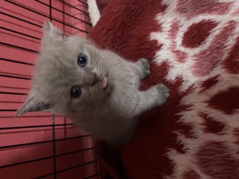 Yavru scottish fold sahiplendirme