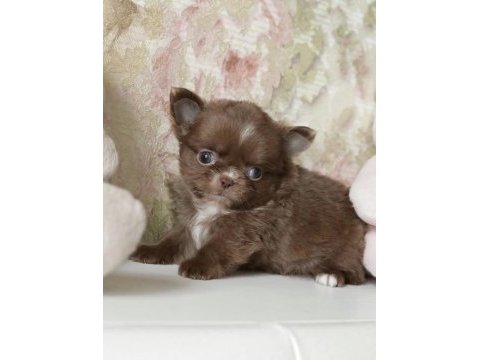Türkiyenin en minik teacup chihuahua bebekleri