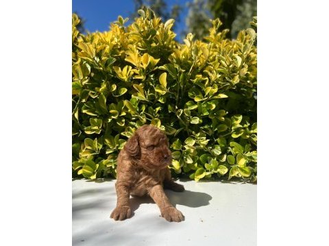 Irk garantili red brown toy poodle