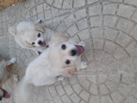 3 aylık bebeklerim anne baba anneanne bende
