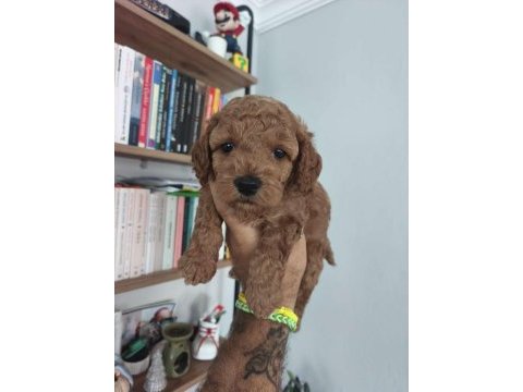 Maltipoo bebekler