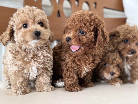 Wc eğitimli kore maltipoo yavrularımız