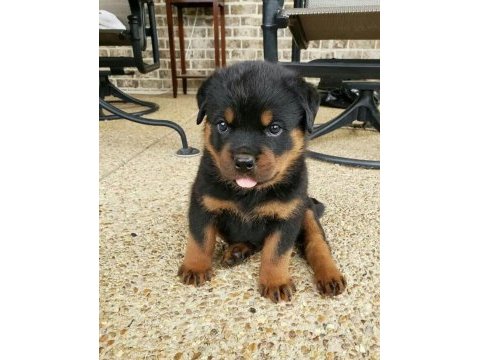 Evinizin neşesi rottweiler bebişler her yere kapıda öde