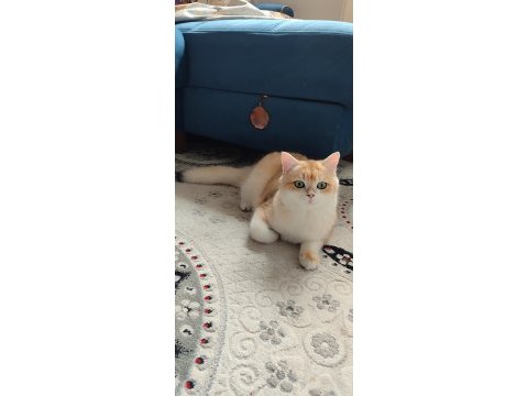 British shorthair golden erkek