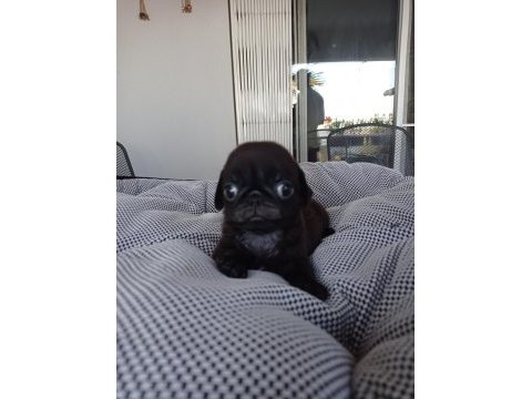 Pink carrier pug yavrular