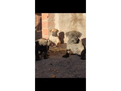 Presa canario köpekler