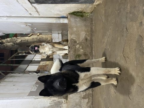 Amerikan akita dişi