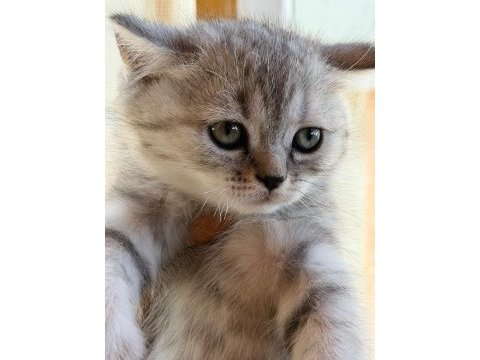 Silver british shorthair güzellikler teslime hazır