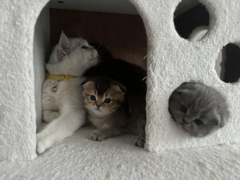 Oyun meraklısı scottish fold minnoşlar