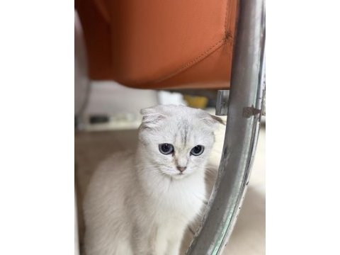 Ücretsiz sahiplendirme scottish fold
