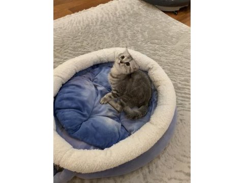 Güzel british shorthair kızımız sahiplendirilecek