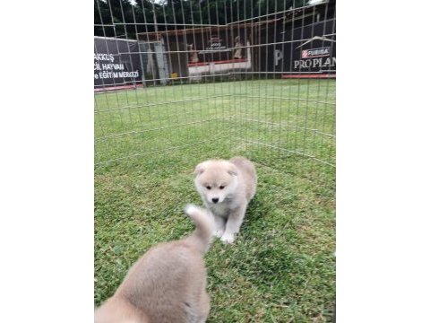 Akkuş üretim çiftliğinden akita yavruları