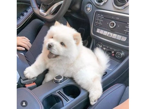 A kalite chow chow yavrular