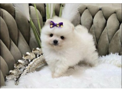 Pomeranian boo köpeğimiz