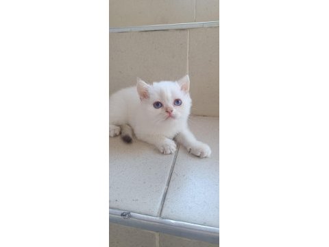 Bursa golden ve golden point british shorthair yavrular