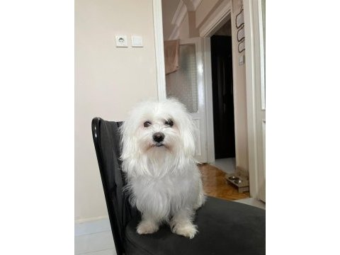1.5 yaşında safkan maltese