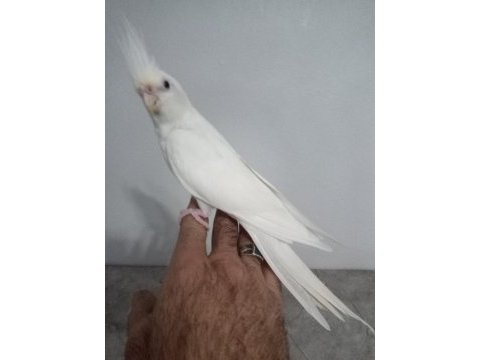 Evcil dişi bilezikli sultan papağanı