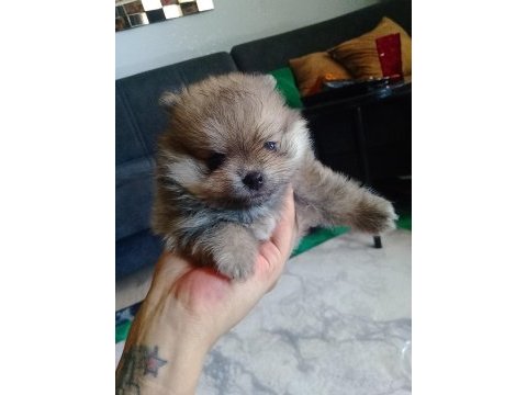 Adana sarıçam 0 numara dişi pomeranian boo ayı surat