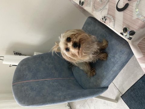 Sevimli yorkshire terrier kızımız