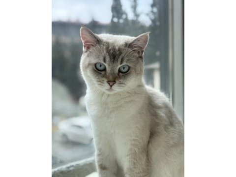 Dişi kedimiz için aynı cins erkek kedi arıyorum