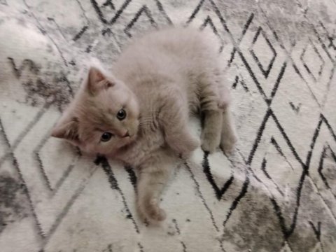 2 aylık dişi british shorthair