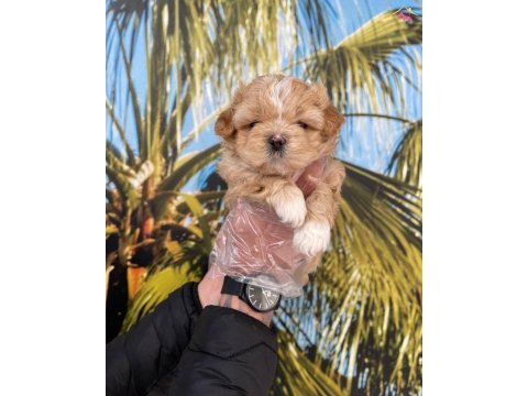 Maltipoo bebeklerim sağlık ve ırk garantili