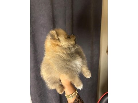 Pomeranian boo bebeğimiz