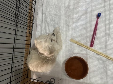 Maltese terrier yavru