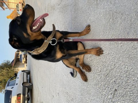 Rottweiler dişi 7 aylık