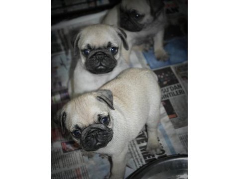 Pug mops yavrularım