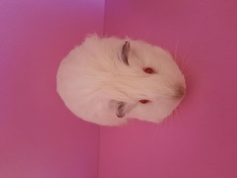 Sheltie ginepig yavrumuz