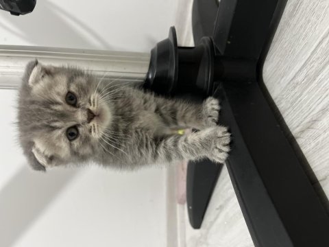 Scottish fold ve scottish straight 4 adet yavrularımız var