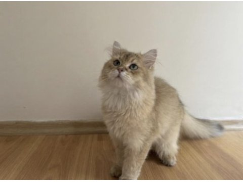 Wcf pedigreli british longhair erkek chocolate golden shaded