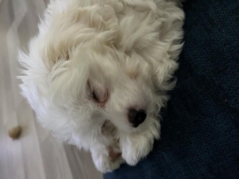 Akıllı kızımızdan ayrılmak zorundayız maltese terrier