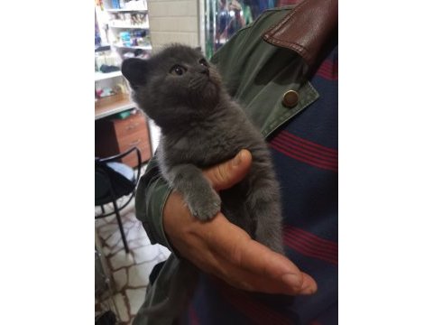 British shorthair yavrumuz