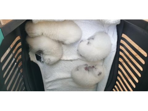 Scottish fold yetişkin