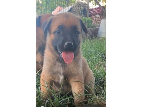 A scr malinois the best belgian