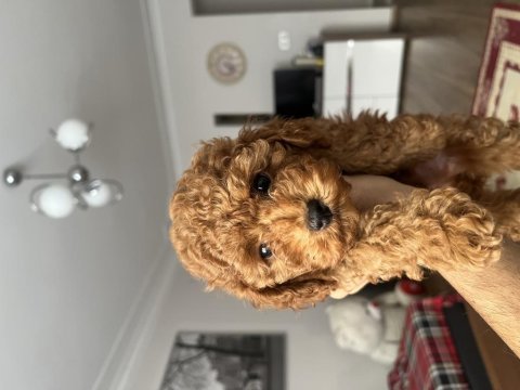 Red brown safkan toy poodle
