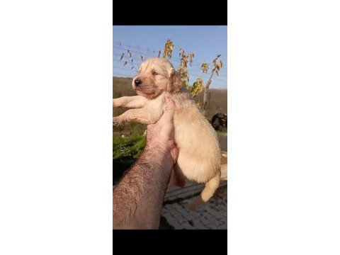 Golden retriever yavrularımız
