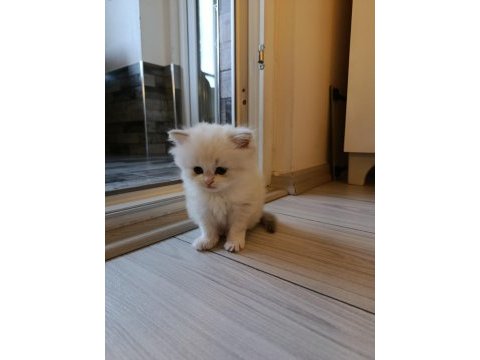 British longhair kedisi