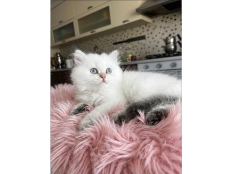 Safkan british longhair bebekler