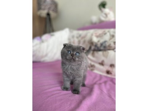 2 aylık dişi scottish fold kedisi