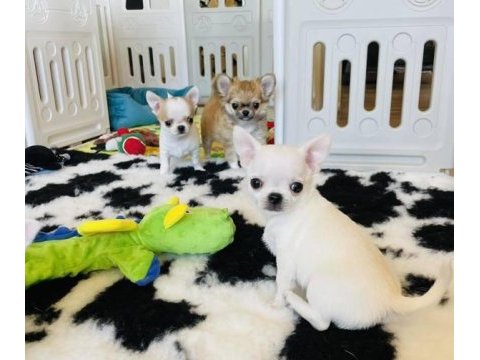 Türkiye’nin kore teacup kar beyaz chihuahua yavruları