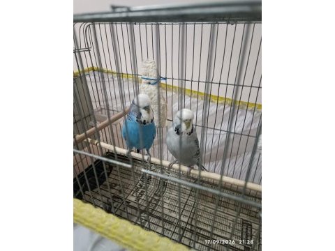 Jumbo takımı muhabbet kuşlar