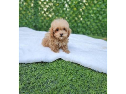 Sevimli  maltipoo yavrularımız