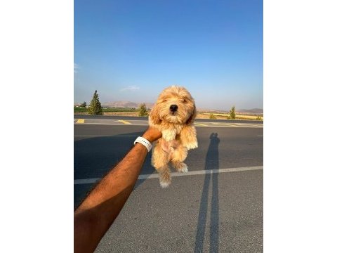 Maltipoo cinsi yavrularımız