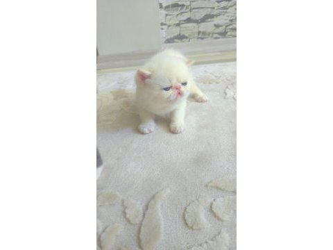 Minnak exotic shorthair patiler sevgi delisi