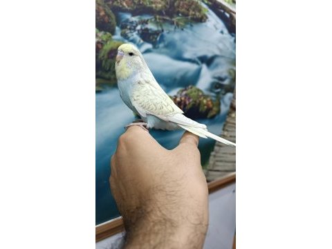 Jumbo yavru muhabbet kuşu
